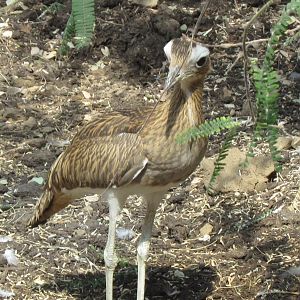 Double-striped Thick-knee