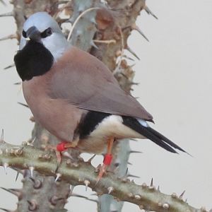 Black-throated Finch