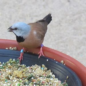 Black-throated Finch