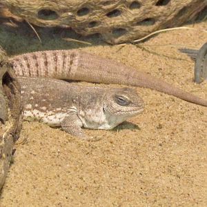 Desert Iguana