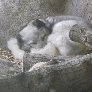 Arctic Fox