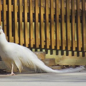 White Peacock
