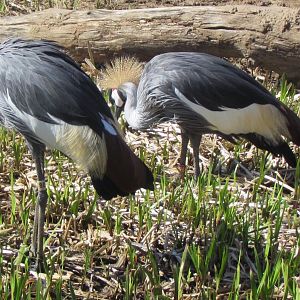 Grey Crowned Crane