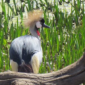 Grey Crowned Crane