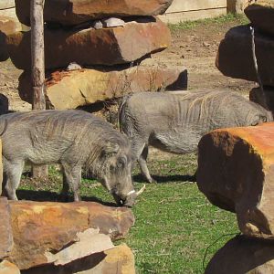 Common Warthog