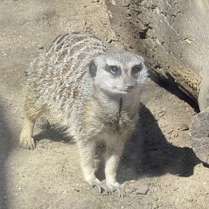 Meerkat