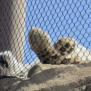 Snow Leopard