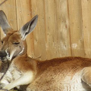 Red Kangaroo