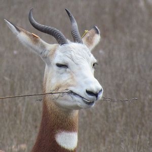 Dama Gazelle