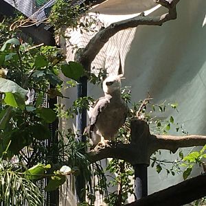 Harpy or Guianan Crested Eagle?