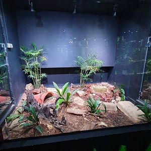 Enclosure for King Cobra (Ophiophagus hannah) - Museum Komodo