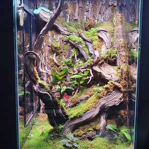 Enclosure for Blue Insul (Trimeresurus insularis) - Museum Komodo