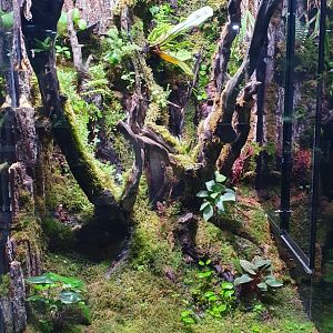 Enclosure for Wetar Viper (Trimeresurus insularis wetar) - Museum Komodo