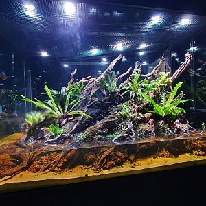 Enclosure for Gonocephalus grandis - Museum Komodo