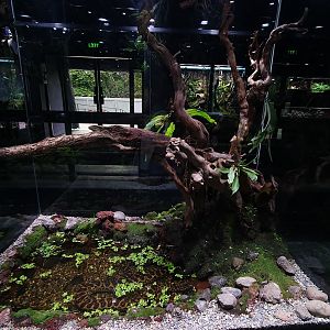 Enclosure for Yellow Anaconda (Eunectes notaeus) - Museum Komodo