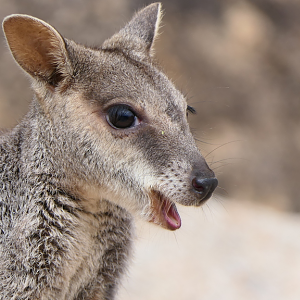 Allied Rock-Wallaby (Petrogale assimilis)