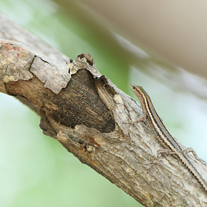 Snake-eyed skink species (Cryptoblepharus sp.)
