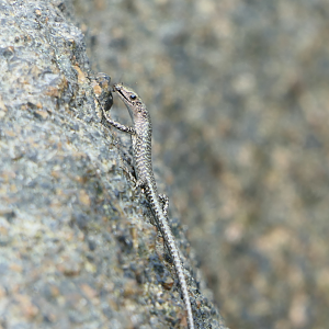 Coastal Snake-eyed Skink (Cryptoblepharus litoralis)