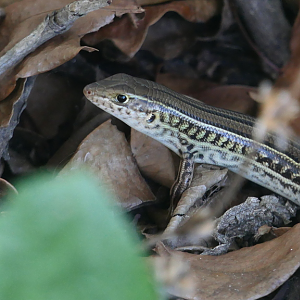 Eastern Striped Skink (Ctenotus robustus)