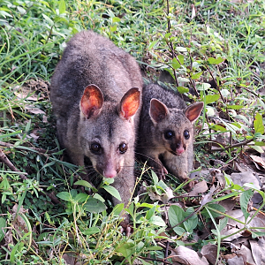 Common Brush-tailed Possum (Trichosurus vulpecula)