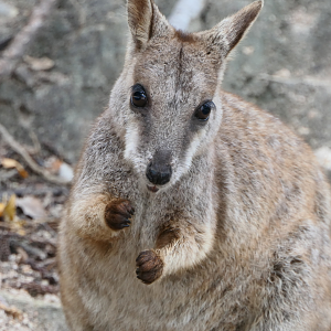 Allied Rock-Wallaby (Petrogale assimilis)