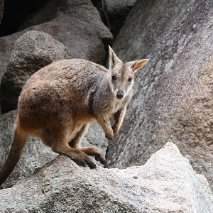 Allied Rock-Wallaby (Petrogale assimilis)