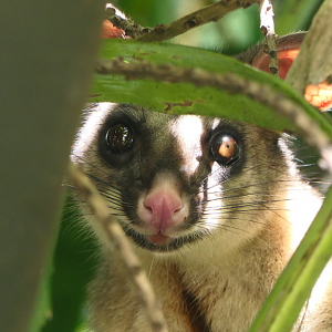 Common Brush-tailed Possum (Trichosurus vulpecula)