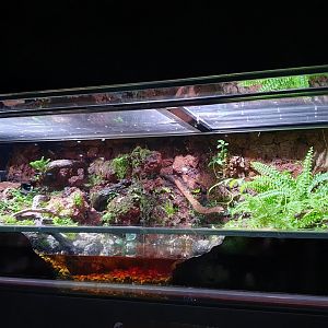 Enclosure for Banded Krait (Bungarus fasciatus) - Museum Komodo