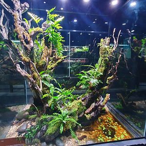 Enclosure for Elephant Trunk Snake (Acrochordus javanicus) - Museum Komodo