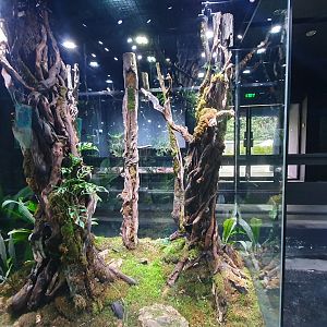 Enclosure for Gehyra vorax, Cyrtodactylus irianjayaensis and Gekko vittatus - Museum Komodo