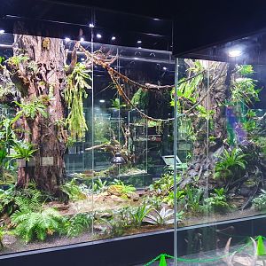 Papuan Biodome - Museum Komodo