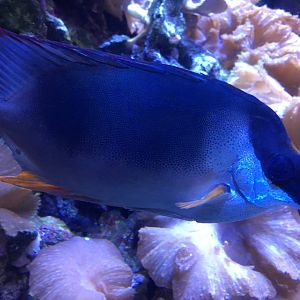 Rabbitfish ID?