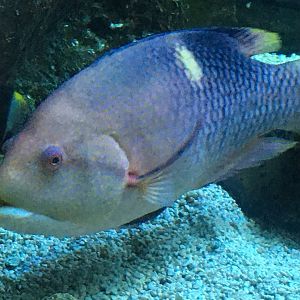 Wrasse ID?
