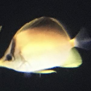 Butterflyfish ID?