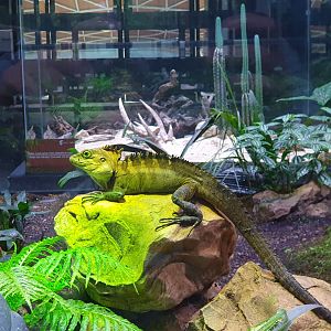 Hypsilurus sp. - Museum Komodo