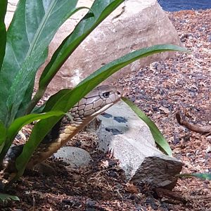 King Cobra (Ophiophagus hannah) - Museum Komodo