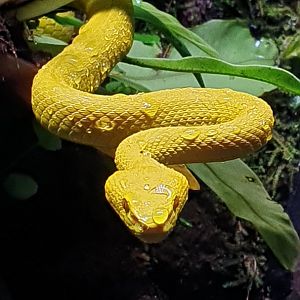 Wetar Viper (Trimeresurus insularis wetar) - Museum Komodo