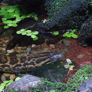 Yellow Anaconda (Eunectes notaeus) - Museum Komodo