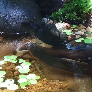 Elephant Trunk Snake (Acrochordus javanicus) - Museum Komodo