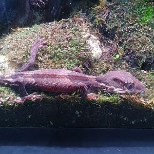 Cyrtodactylus irianjayaensis - Museum Komodo