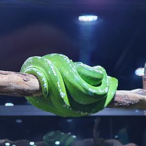 Green Tree Python (Morelia viridis) - Museum Komodo