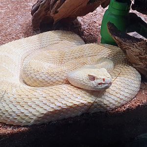 Albino Western Diamondback (Crotalus atrox) - Museum Komodo