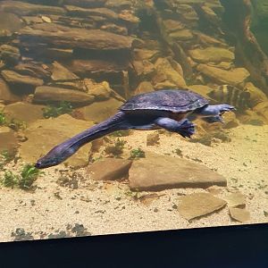New Guinea Snakeneck (Chelodina novaeguineae) - Museum Komodo