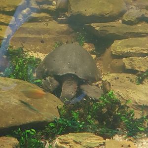 Fly River Turtle (Carettochelys insculpta) - Museum Komodo