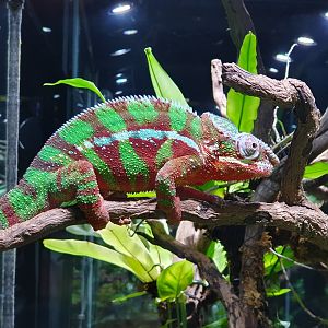 Panther Chameleon (Furcifer pardalis) - Museum Komodo