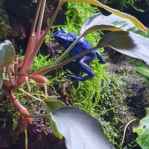 Blue Poison Dart Frog (Dendrobates tinctorius azureus) - Museum Komodo