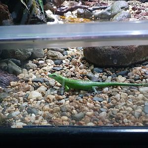 Emerald Tree Skink (Lamprolepis samaragdina) - Museum Komodo