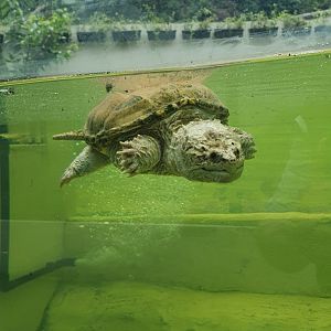 Common Snapping Turtle (Chelydra serpentina) - Museum Komodo