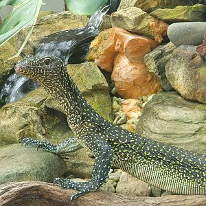 Blue tailed Monitor (Varanus doreanus) - Museum Komodo