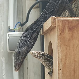 Black tree Monitor (Varanus beccarii) and Unknown Varanid - Museum Komodo